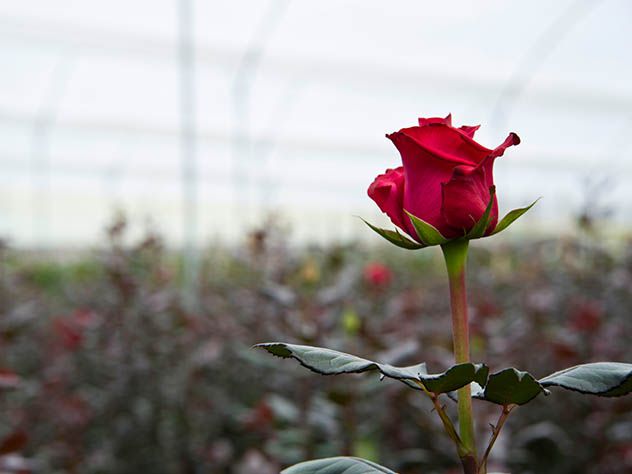 Expédier des fleurs par voie maritime 