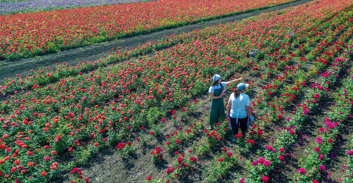 KN Freshchain - Perishable Logistics for flowers