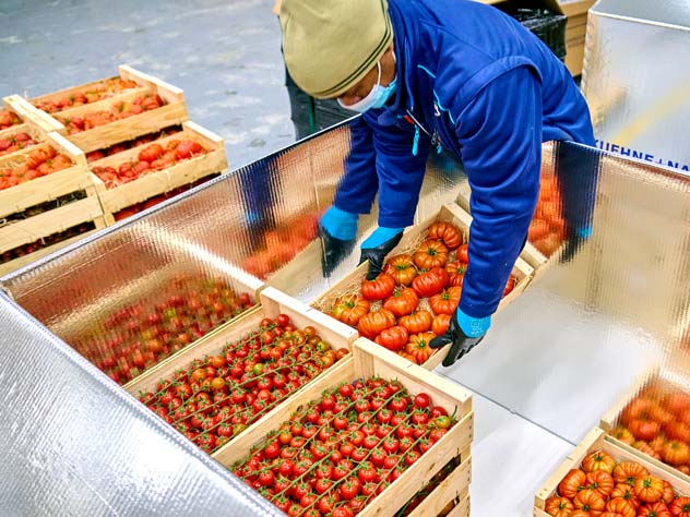 View fresh vegetables being picked up