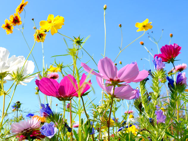 View a meadow of flowers in the summer