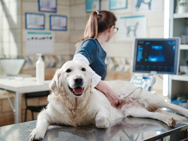 Servicios de salud animal