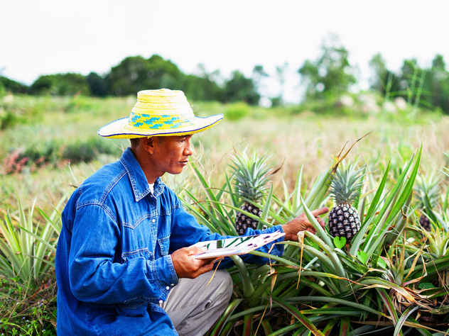 view a farmer growing pineapples