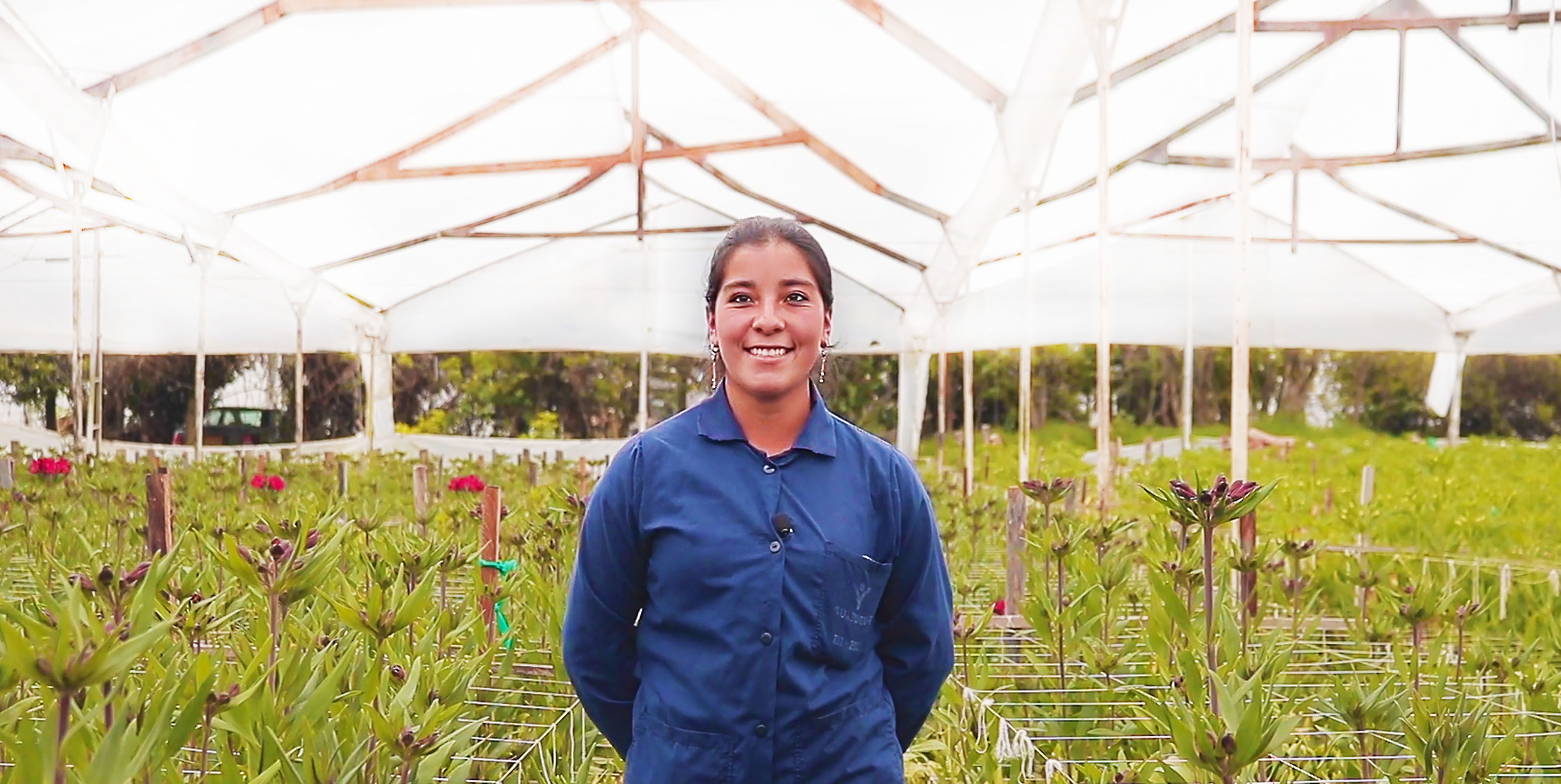 Creștem impreuna cu clienții noștri: Florile Alstroemerias din Columbia